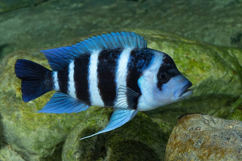 Cyphotilapia gibberosa 'Mtoto' (Moba)